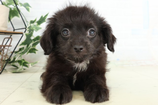 大分県のハーフ犬・ミックス犬 (Coo&RIKU大分店/2026年5月18日生まれ/男の子/ブラックホワイト)の子犬