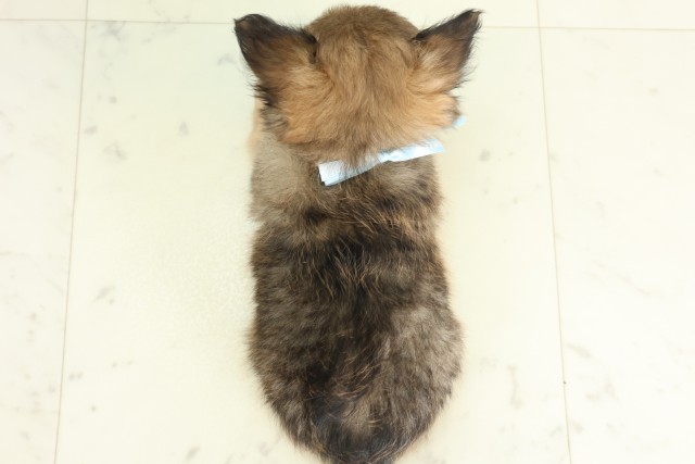 福岡県のチワワ(ロング) (Coo&RIKU福岡西店/2026年5月17日生まれ/男の子/フォーン)の子犬の4枚目の画像