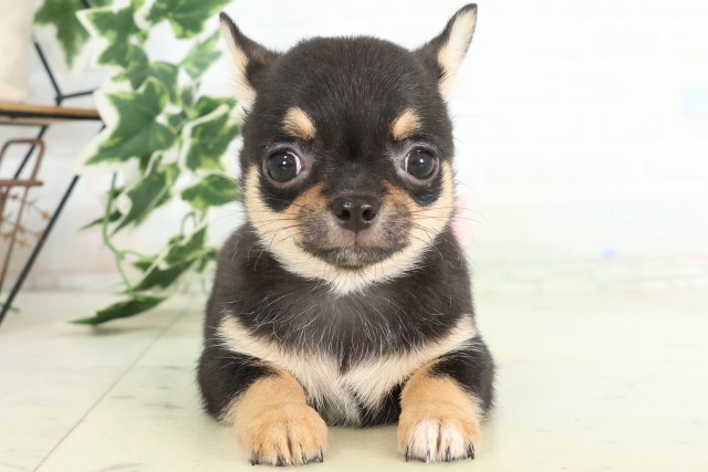 福岡県のチワワ(スムース) (Coo&RIKU筑後店/2026年5月17日生まれ/女の子/ブラックタン)の子犬の1枚目の画像