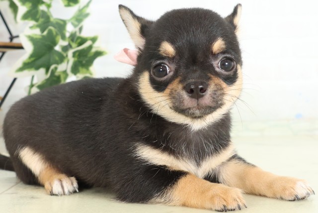 福岡県のチワワ(スムース) (Coo&RIKU筑後店/2026年5月17日生まれ/女の子/ブラックタン)の子犬の2枚目の画像