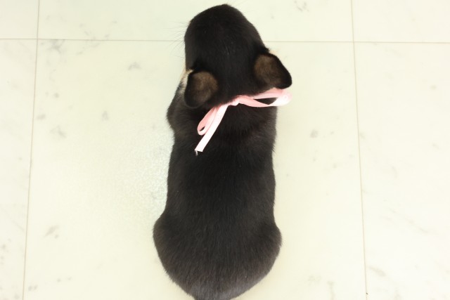 福岡県のチワワ(スムース) (Coo&RIKU筑後店/2026年5月17日生まれ/女の子/ブラックタン)の子犬の4枚目の画像