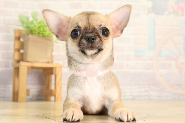 静岡県のチワワ(スムース) (Coo&RIKU富士店/2026年5月18日生まれ/女の子/フォーン)の子犬の1枚目の画像