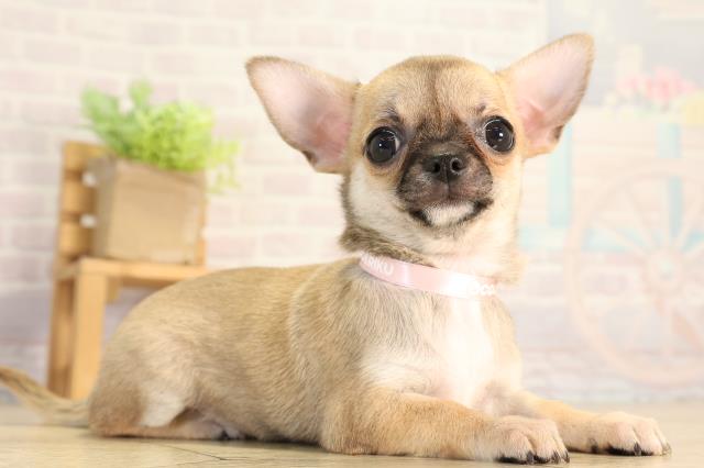静岡県のチワワ(スムース) (Coo&RIKU富士店/2026年5月18日生まれ/女の子/フォーン)の子犬の2枚目の画像