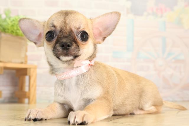 静岡県のチワワ(スムース) (Coo&RIKU富士店/2026年5月18日生まれ/女の子/フォーン)の子犬の3枚目の画像