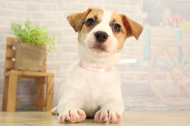 静岡県のジャックラッセルテリア (Coo&RIKU沼津店/2026年5月18日生まれ/女の子/ホワイトタン)の子犬