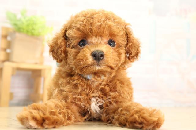 岐阜県のトイプードル(トイ) (Coo&RIKU岐阜店/2026年5月18日生まれ/男の子/レッド)の子犬の1枚目の画像