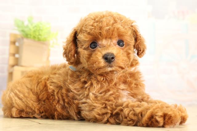 岐阜県のトイプードル(トイ) (Coo&RIKU岐阜店/2026年5月18日生まれ/男の子/レッド)の子犬の2枚目の画像