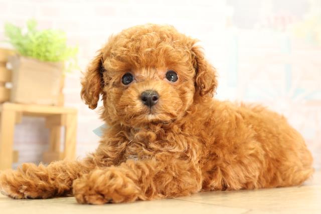 岐阜県のトイプードル(トイ) (Coo&RIKU岐阜店/2026年5月18日生まれ/男の子/レッド)の子犬の3枚目の画像