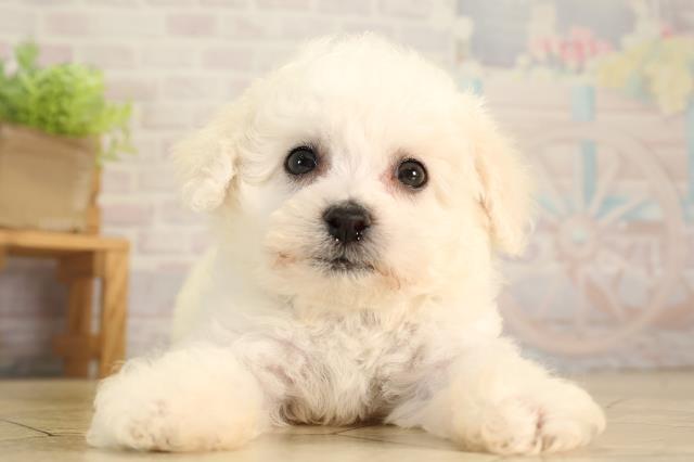 静岡県のビションフリーゼ (Coo&RIKU浜松店/2026年5月20日生まれ/男の子/ホワイト)の子犬