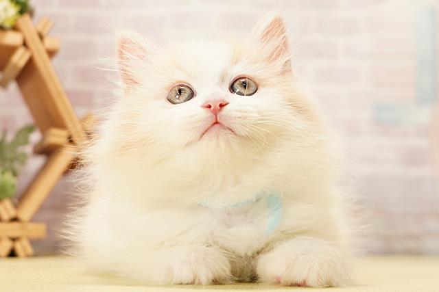 愛知県のマンチカン (Coo&RIKU春日井店/2026年5月17日生まれ/男の子/レッドタビーホワイト)の子猫の1枚目の画像