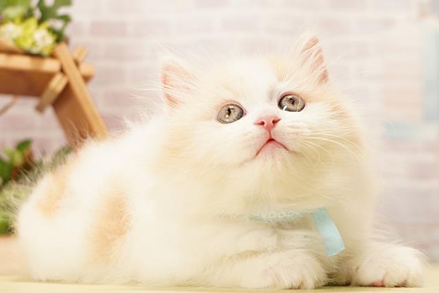 愛知県のマンチカン (Coo&RIKU春日井店/2026年5月17日生まれ/男の子/レッドタビーホワイト)の子猫の2枚目の画像