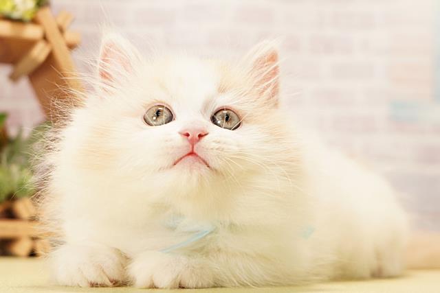 愛知県のマンチカン (Coo&RIKU春日井店/2026年5月17日生まれ/男の子/レッドタビーホワイト)の子猫の3枚目の画像