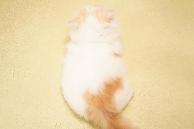 愛知県のマンチカン (Coo&RIKU春日井店/2026年5月17日生まれ/男の子/レッドタビーホワイト)の子猫の4枚目の画像