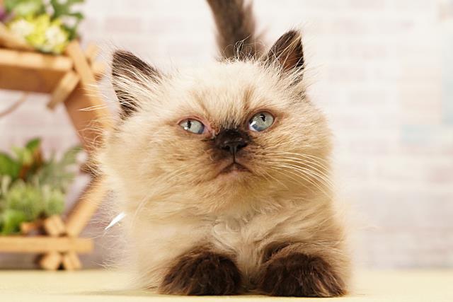 静岡県のヒマラヤン (Coo&RIKU藤枝店/2026年5月6日生まれ/男の子/シールポイント)の子猫の1枚目の画像