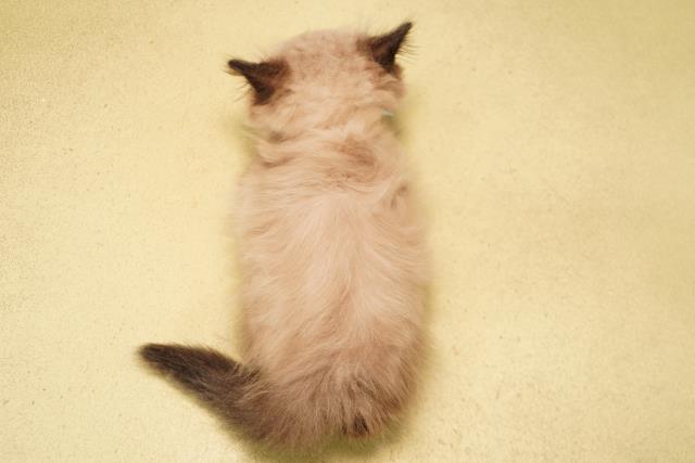 静岡県のヒマラヤン (Coo&RIKU藤枝店/2026年5月6日生まれ/男の子/シールポイント)の子猫の4枚目の画像