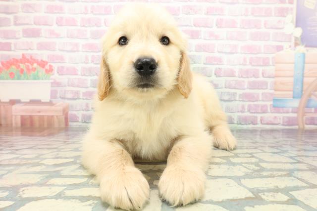埼玉県のゴールデンレトリバー (Coo&RIKU岩槻店/2026年5月20日生まれ/男の子/ゴールド)の子犬の1枚目の画像