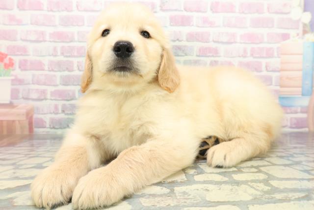 埼玉県のゴールデンレトリバー (Coo&RIKU岩槻店/2026年5月20日生まれ/男の子/ゴールド)の子犬の2枚目の画像