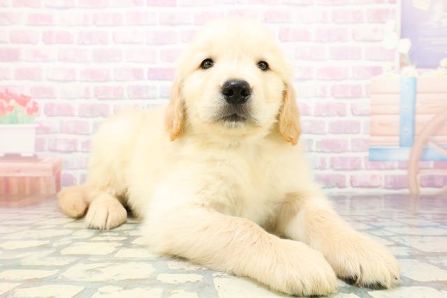 埼玉県のゴールデンレトリバー (Coo&RIKU岩槻店/2026年5月20日生まれ/男の子/ゴールド)の子犬の3枚目の画像