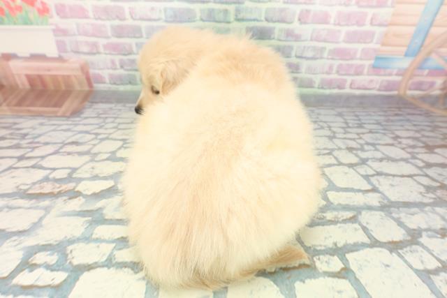 埼玉県のゴールデンレトリバー (Coo&RIKU岩槻店/2026年5月20日生まれ/男の子/ゴールド)の子犬の4枚目の画像