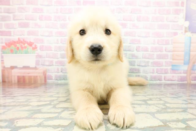 埼玉県のゴールデンレトリバー (Coo&RIKU春日部店/2026年5月20日生まれ/男の子/ゴールド)の子犬の1枚目の画像