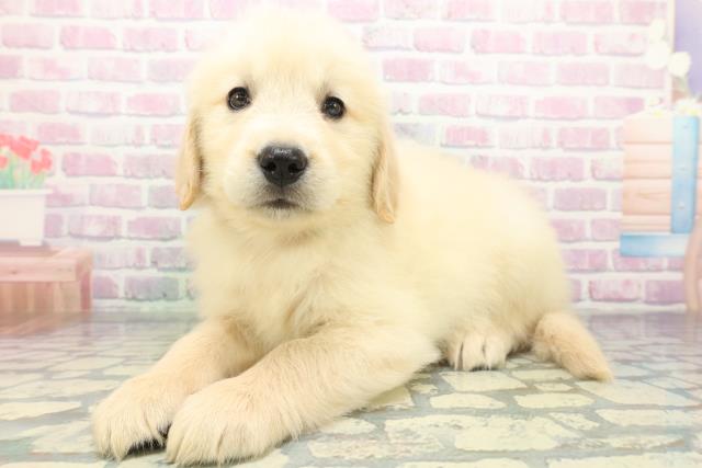 埼玉県のゴールデンレトリバー (Coo&RIKU春日部店/2026年5月20日生まれ/男の子/ゴールド)の子犬の2枚目の画像