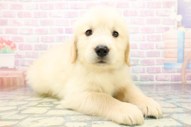 埼玉県のゴールデンレトリバー (Coo&RIKU春日部店/2026年5月20日生まれ/男の子/ゴールド)の子犬の3枚目の画像