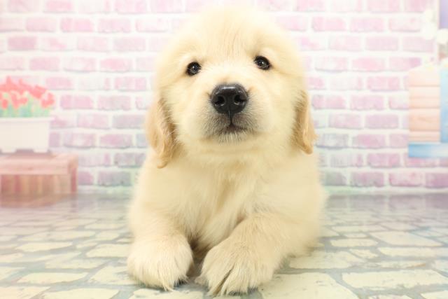 東京都のゴールデンレトリバー (Coo&RIKU足立本店/2026年5月20日生まれ/女の子/ゴールド)の子犬の1枚目の画像