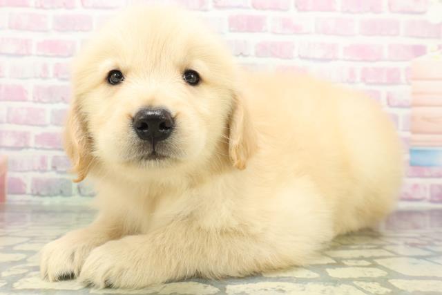東京都のゴールデンレトリバー (Coo&RIKU足立本店/2026年5月20日生まれ/女の子/ゴールド)の子犬の2枚目の画像