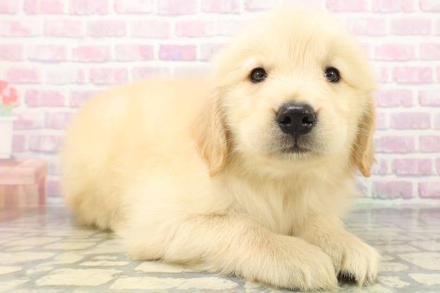 東京都のゴールデンレトリバー (Coo&RIKU足立本店/2026年5月20日生まれ/女の子/ゴールド)の子犬の3枚目の画像