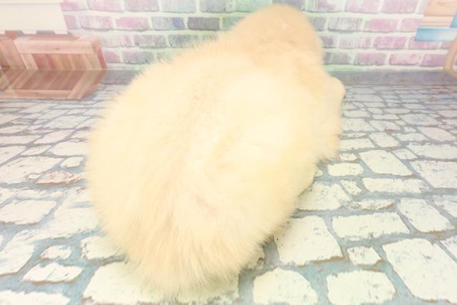 東京都のゴールデンレトリバー (Coo&RIKU足立本店/2026年5月20日生まれ/女の子/ゴールド)の子犬の4枚目の画像