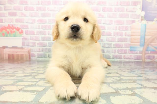 千葉県のゴールデンレトリバー (Coo&RIKU南柏店/2026年5月20日生まれ/女の子/ゴールド)の子犬