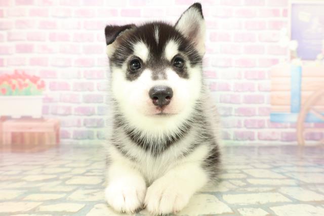 千葉県のシベリアンハスキー (Coo&RIKU流山店/2026年5月20日生まれ/女の子/ブラックホワイト)の子犬