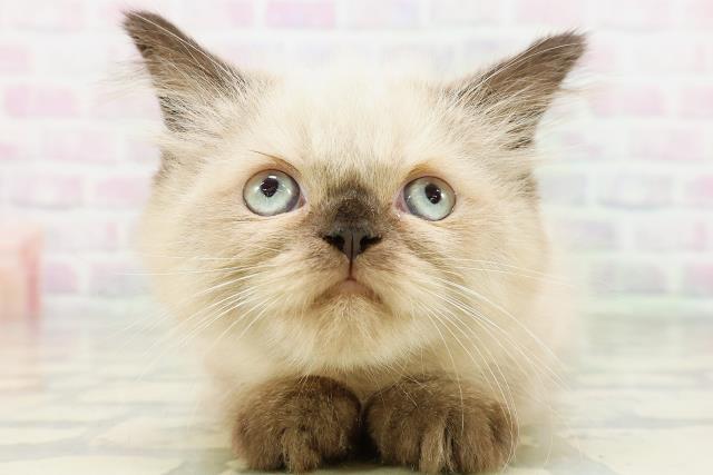 神奈川県のヒマラヤン (Coo&RIKUパウ川崎店/2026年5月3日生まれ/女の子/シールポイント)の子猫の1枚目の画像