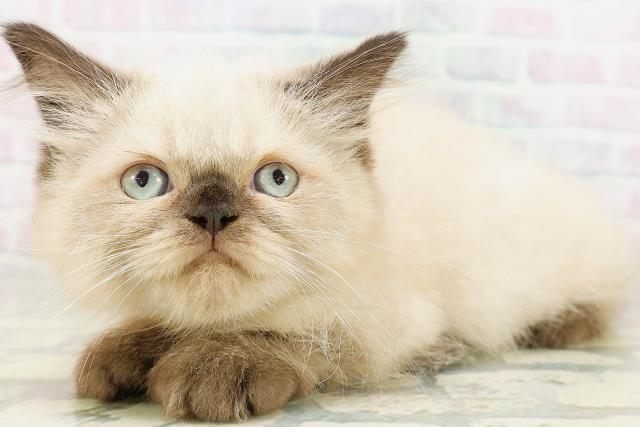 神奈川県のヒマラヤン (Coo&RIKUパウ川崎店/2026年5月3日生まれ/女の子/シールポイント)の子猫の2枚目の画像