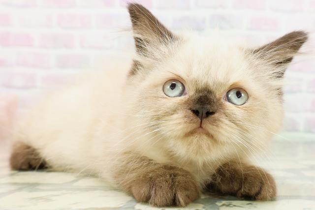 神奈川県のヒマラヤン (Coo&RIKUパウ川崎店/2026年5月3日生まれ/女の子/シールポイント)の子猫の3枚目の画像