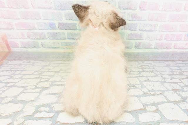 神奈川県のヒマラヤン (Coo&RIKUパウ川崎店/2026年5月3日生まれ/女の子/シールポイント)の子猫の4枚目の画像