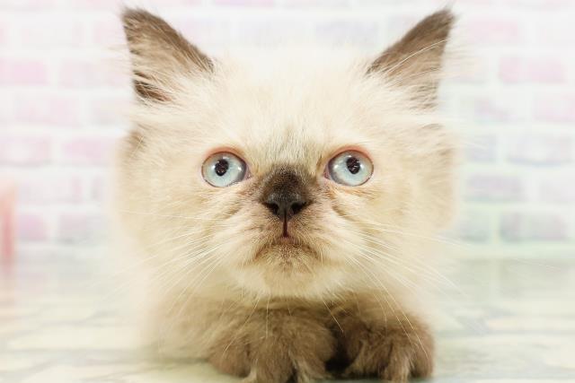 東京都のヒマラヤン (Coo&RIKU練馬店/2026年5月3日生まれ/女の子/シールポイント)の子猫の1枚目の画像