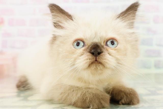 東京都のヒマラヤン (Coo&RIKU練馬店/2026年5月3日生まれ/女の子/シールポイント)の子猫の3枚目の画像
