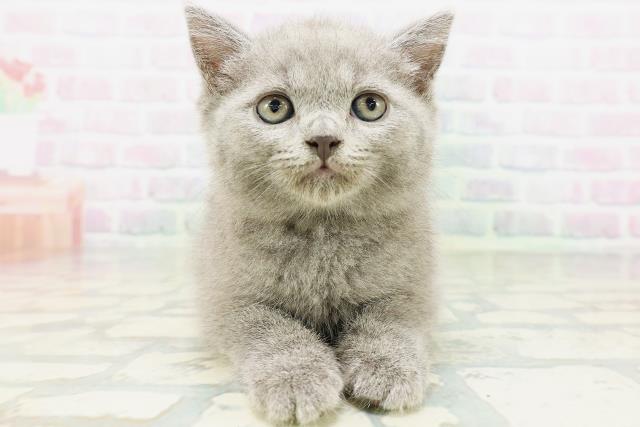 神奈川県のブリティッシュショートヘアー (Coo&RIKU長津田店/2026年5月16日生まれ/男の子/ブルー)の子猫