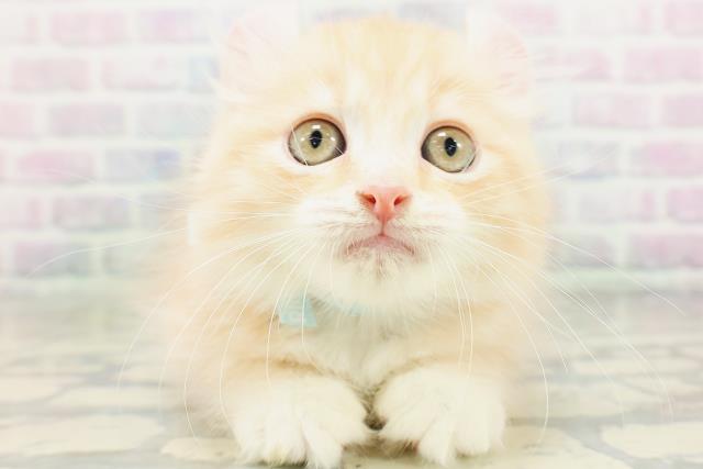 神奈川県のアメリカンカール (Coo&RIKU横浜旭店/2026年5月20日生まれ/男の子/クリームタビー)の子猫の1枚目の画像