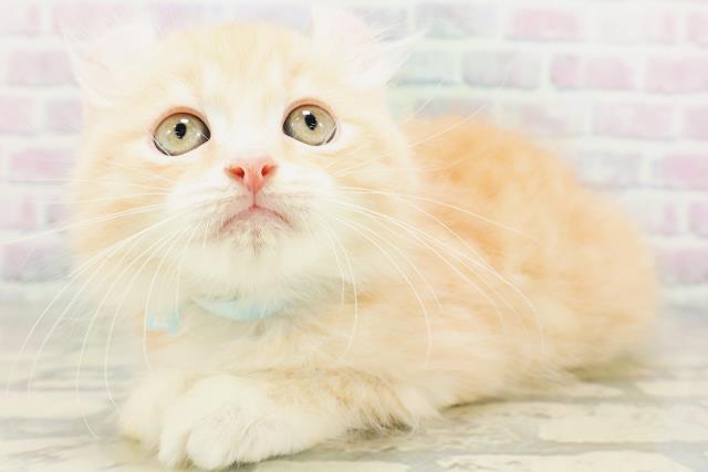神奈川県のアメリカンカール (Coo&RIKU横浜旭店/2026年5月20日生まれ/男の子/クリームタビー)の子猫の2枚目の画像