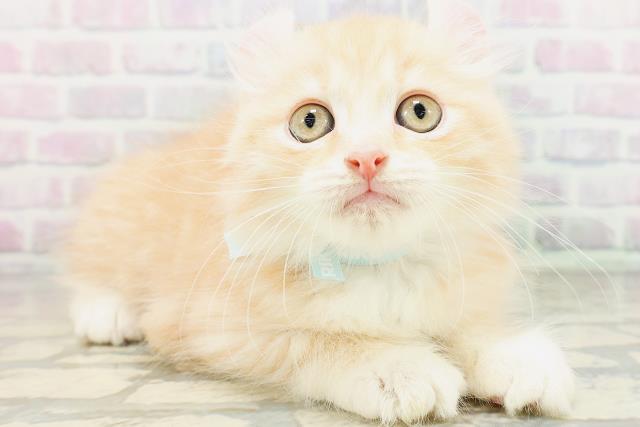 神奈川県のアメリカンカール (Coo&RIKU横浜旭店/2026年5月20日生まれ/男の子/クリームタビー)の子猫の3枚目の画像
