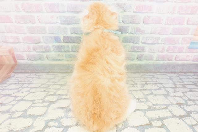 神奈川県のアメリカンカール (Coo&RIKU横浜旭店/2026年5月20日生まれ/男の子/クリームタビー)の子猫の4枚目の画像