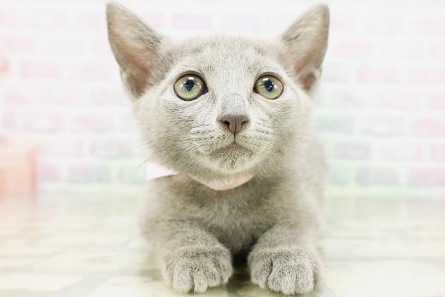 東京都のロシアンブルー (Coo&RIKU江戸川店/2026年5月13日生まれ/女の子/ブルー)の子猫の1枚目の画像