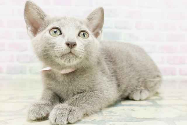 東京都のロシアンブルー (Coo&RIKU江戸川店/2026年5月13日生まれ/女の子/ブルー)の子猫の2枚目の画像
