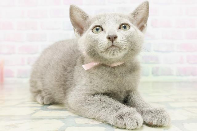 東京都のロシアンブルー (Coo&RIKU江戸川店/2026年5月13日生まれ/女の子/ブルー)の子猫の3枚目の画像