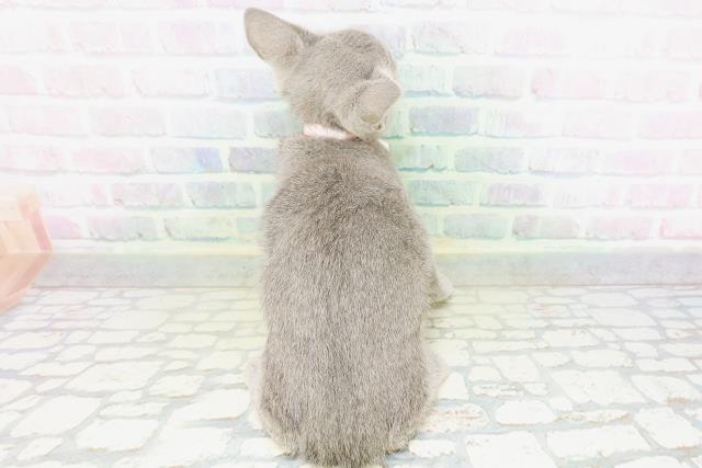 東京都のロシアンブルー (Coo&RIKU江戸川店/2026年5月13日生まれ/女の子/ブルー)の子猫の4枚目の画像