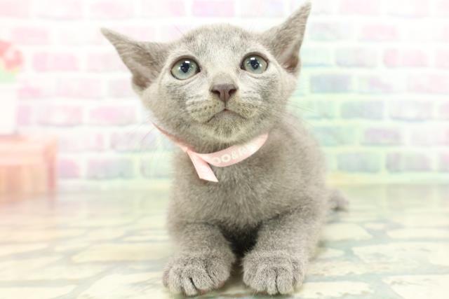 神奈川県のロシアンブルー (Coo&RIKU日吉店/2026年5月13日生まれ/男の子/ブルー)の子猫の1枚目の画像