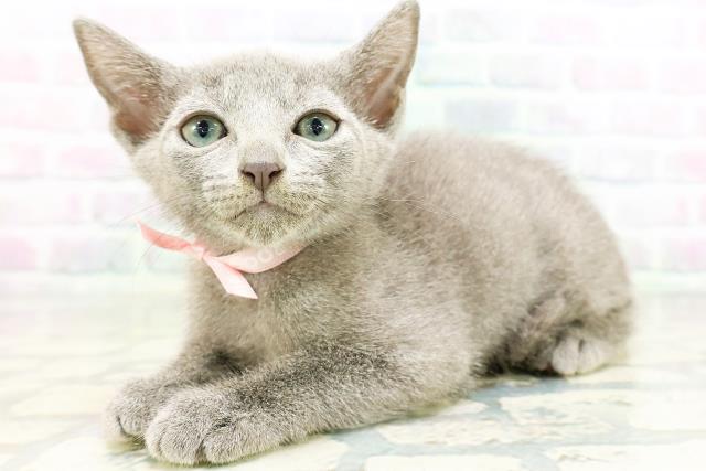 神奈川県のロシアンブルー (Coo&RIKU日吉店/2026年5月13日生まれ/男の子/ブルー)の子猫の2枚目の画像