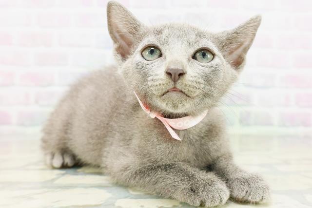神奈川県のロシアンブルー (Coo&RIKU日吉店/2026年5月13日生まれ/男の子/ブルー)の子猫の3枚目の画像